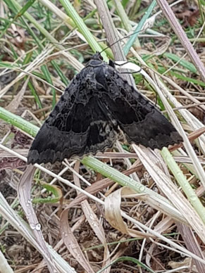 Schwarzes Ordensband Foto: Jochen Struch