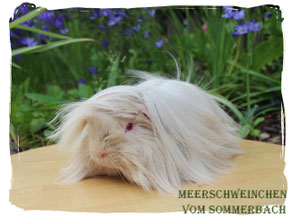Methusalix vom Sommerbach