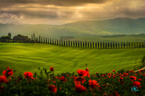 Das Poggio Covili bei Castiglione D'Orcia im Frühling zur Zeit der Mohnblüte - ein seltener Anblick!