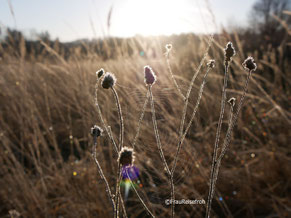 Gräser im Sonnenlicht