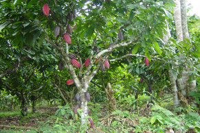 Kakaobaum