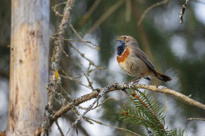 Blaukehlchen im Moor