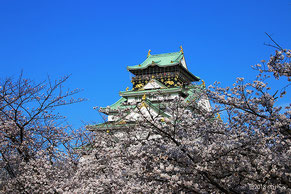 大阪城公園の桜（別ページに移動します）