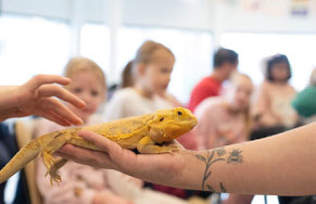Een vrijwilliger die een baardagame laat zien aan een groep kinderen tijdens een dierenpresentatie op een basisschool