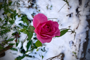 雪に映える薔薇