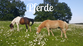 Tierpatenschaften für Pferde