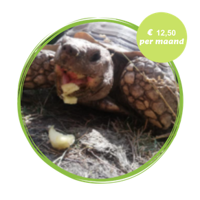 Azura de burmese woudschildpad