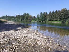 Hochsommer an der Traun!