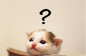 手元供養とは？を表すクエスチョンマークを浮かべる子猫の写真