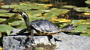 Wasserschildkröte, Schmuckschildkröte