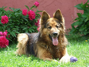 Schäferhund im Garten