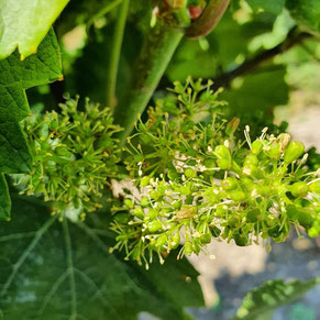 Weinland, Thermenregion, Frühling, Sommer, Weingarten, Handarbeit, Laub, Reben, Bad Vöslau, Blüte, Duft