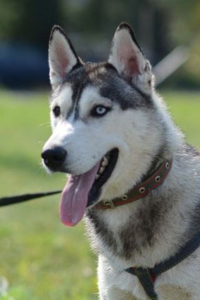 Maikl, Rüde, geb. 11.23, Husky-Mischling,  wird vermutlich 55 cm groß