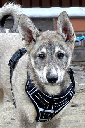Wade, Rüde, geb. ca 02.24, Mischling,  wird vermutlich 55 cm groß