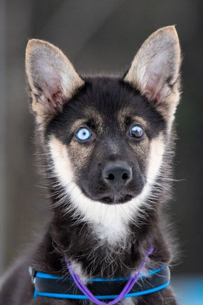 Timoscha, Rüde, geb. 15.11.23, Husky-Mischling,  wird vermutlich 55-57 cm groß