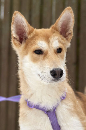 Kitzune, Rüde, geb. 23.10.23, Shiba Inu-Mischling,  wird vermutlich 50 cm groß