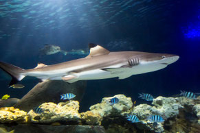 Sea Life Deutschland/ Timmendorfer Strand