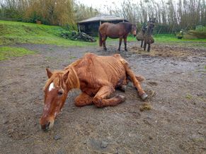 Balu, one of our dear rescues is soooo tired!