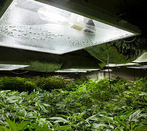 HID Lampe für den Cannabisanbau