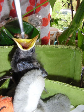Junger Star aus dem Nest gefallen - mit großem Appetit