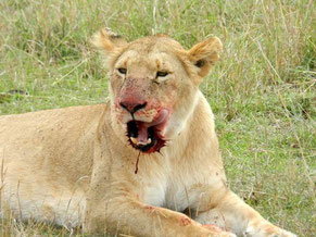 Familienurlaub in Kenia, eine Safari in Kenia gehört dazu, Sie werden es nie vergessen.