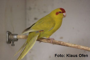 Bronze Falbe   Cyanoramphus novaezelandia (Ziegensittich) 