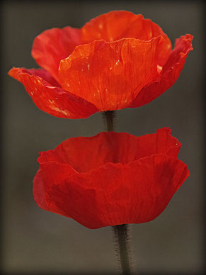 Mohnblüten Fotografie