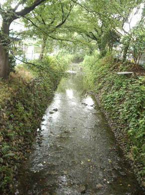 裏の川