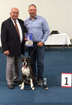 Europasieger Zuchtshow in Dortmund Boxer Hund vonderwaldnielerheide Ausstellung