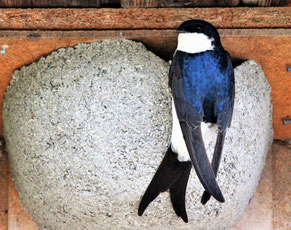 künstliches Mehlschwalben-Nest - Foto: Günter Pitschi/NABU-naturgucker.de