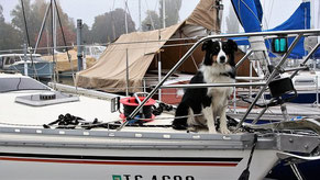 un chien border collie assis à l'avant d'un bateau par coach canin 16 educateur canin en charente