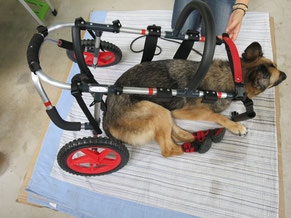 犬の車いす　大型犬用車椅子　犬歩行器　dogkart　車椅子犬　クララワークス　