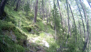 Lärchen Kiefern Wald Vegetation Alpen Italien Südtirol E5 Wandern Berge