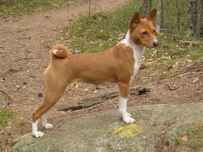 Basenji