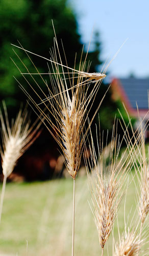 Les petites épillets sont activement éjectées de haut en bas lorsque le grain arrive à maturité.