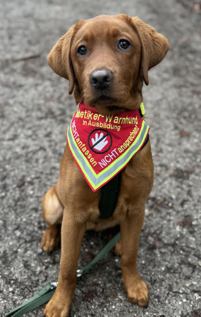 Diabetiker-Warnhund in Ausbildung. Hundehalstuch für Diabetikerwarnhund. Rotes Tuch mit Wunschtext bestickt.
