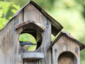 Kleiber_ Mecklenburg_Vogelbeobachtung