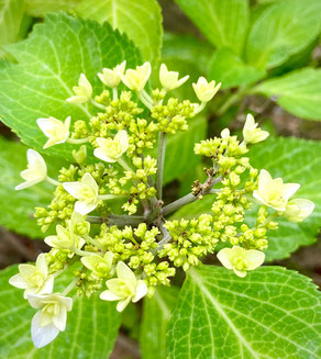 紫陽花が色付きはじめました