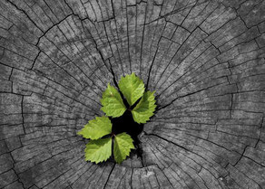 Resilienz stärken; Stressresilienz; Workshop; Umgang mit Veränderungen; Seminar; Resilienz; Innere Stärke; herausfordernden Zeiten