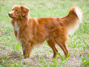 Nova Scotia Duck Tolling Retriever "Lönnlövets Snoddas"