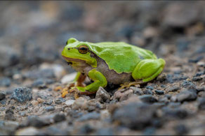 Europäischer Laubfrosch ©Siegfried Klafschinski