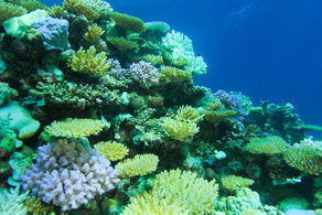 Different stages of bleaching in the one small area. Corals that are bright white or bright blue are stressed corals. Those that appear green/yellow have already died are being overgrown with algae.