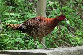 キジ科 流山の野鳥 キジ科 流山の野鳥