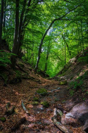 Lisière d'une forêt hongroise.
