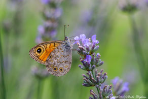 Insecta - Insekten