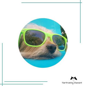 Jagdhund mit Sonnenbrille als humorvoller visueller Einblick in die Hundeschule Tiertraining Diamant, der für die qualifizierte Analyse von Hundeverhalten sowie die Betrachtung der Hund‑Mensch‑Dynamik im Einzelcoaching steht