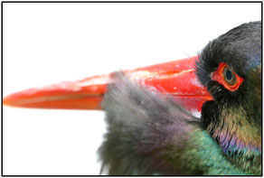 Schwarzstorch#ciconia nigra#Porträt#Roland Valter#rolva#Natur-Fotografie#Aachen 