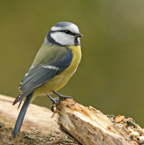 Blaumeise | Foto: NABU Moning