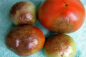 mildiou tomate photo internet www.gerbeaud.com