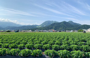長野県飯山市にある山に囲まれた青空の下のケール畑